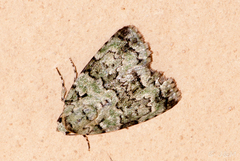 Blenina squamifera