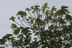 Urticaceae
