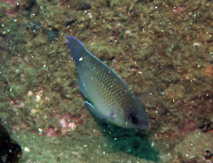 Mecaenichthys immaculatus