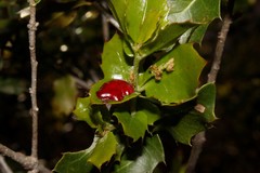 Plagiotrochus quercusilicis
