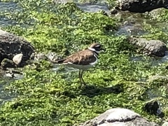 Charadrius vociferus