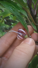 Clermontia parviflora