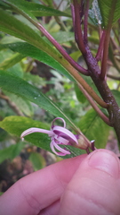 Clermontia parviflora