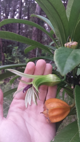 Clermontia hawaiiensis