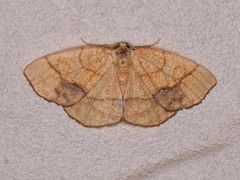 Nematocampa resistaria