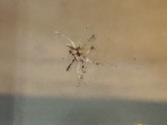 Pterygota
