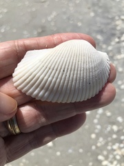 Anadara secticostata