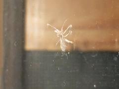 Pterygota
