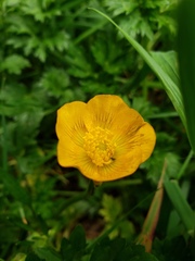 Ranunculus repens