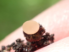Ciboria