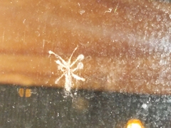 Pterygota