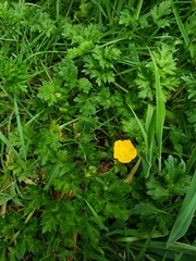 Ranunculus repens