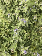 Pentaglottis sempervirens