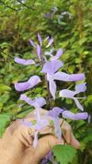 Plectranthus saccatus