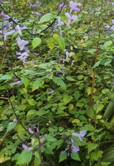 Plectranthus saccatus