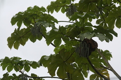 Urticaceae