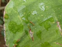 Pseudomyrmex pallidus