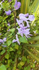 Plectranthus saccatus