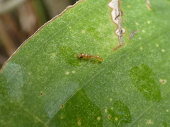 Pseudomyrmex pallidus