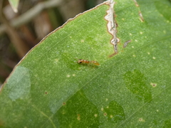 Pseudomyrmex pallidus
