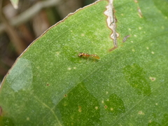 Pseudomyrmex pallidus