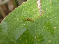 Pseudomyrmex pallidus