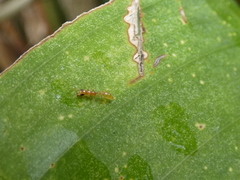 Pseudomyrmex pallidus
