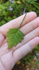 Plectranthus saccatus