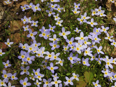 Houstonia caerulea