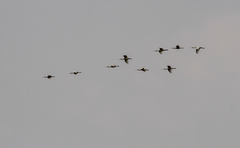 Platalea leucorodia