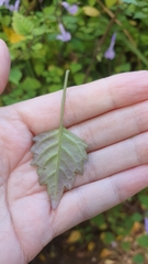 Plectranthus saccatus