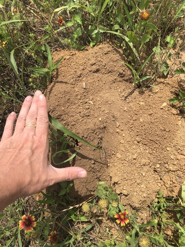 Attwater's Pocket Gopher