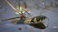 Natrix natrix