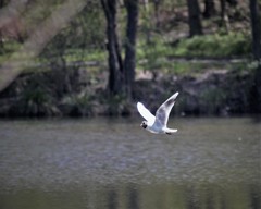 Chroicocephalus ridibundus