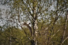 Chroicocephalus ridibundus