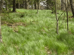 Pennsylvania sedge