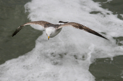 Larus fuscus