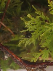 Mniophila