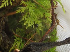 Mniophila