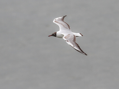 Chroicocephalus ridibundus
