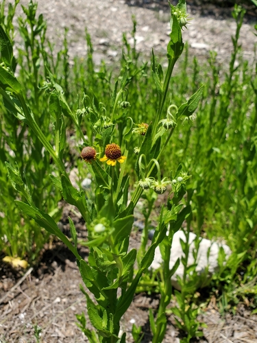 Image of Helenium microcephalum by (c) Jo Roberts, some rights reserved (CC BY)