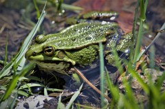 Pelophylax