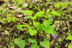 Viola affinis