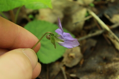 Viola affinis