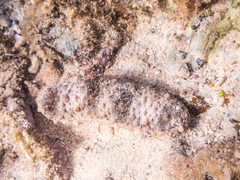 Holothuria pervicax