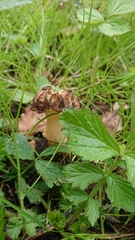 Morchella semilibera