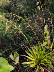 Racinaea ghiesbreghtii