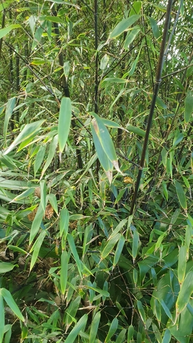 Schizostachyum glaucifolium observed 2021-04-30
