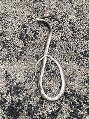 Masticophis flagellum
