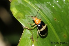 Gynandrobrotica caviceps